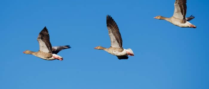 Plucking the Digital Goose